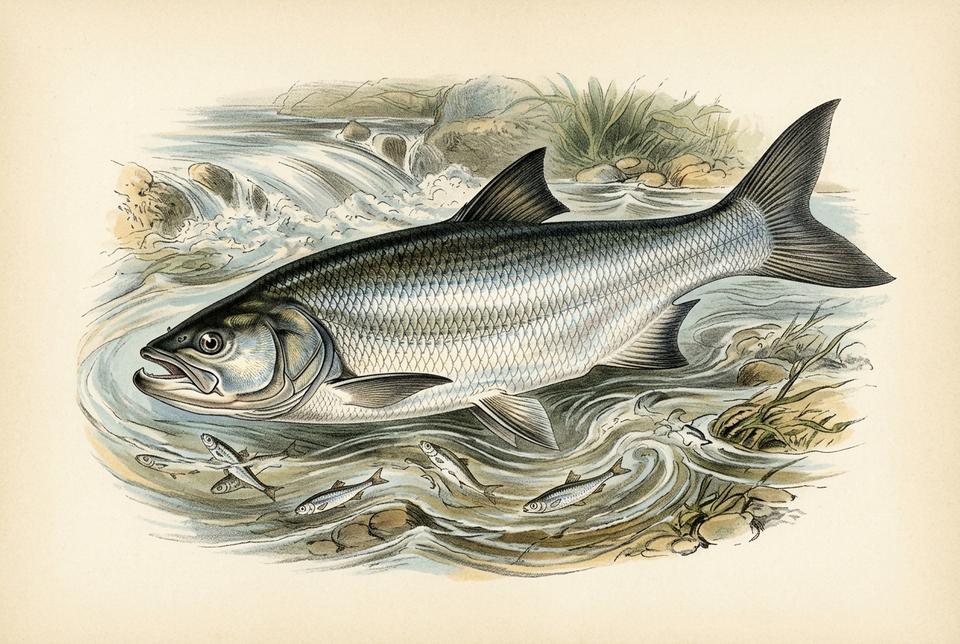 Bucov (Leuciscus aspius) u rečnoj struji