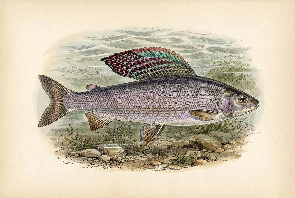 Evropski lipljen (Thymallus thymallus) u bistroj planinskoj reci