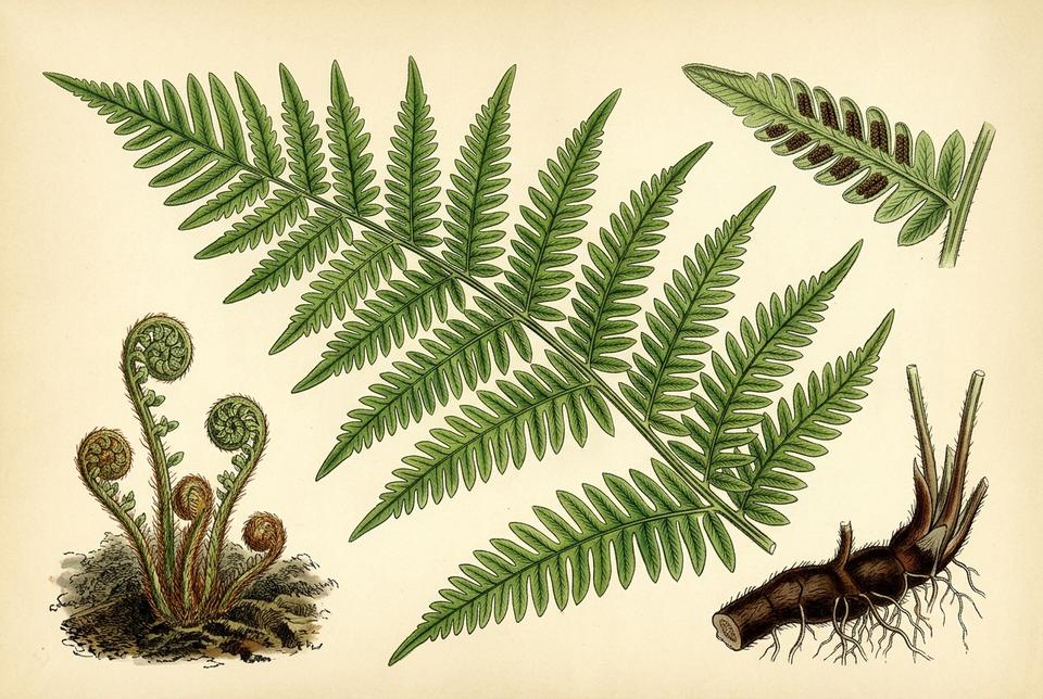 Paprat bujad (Pteridium aquilinum) u šumskom podrastu