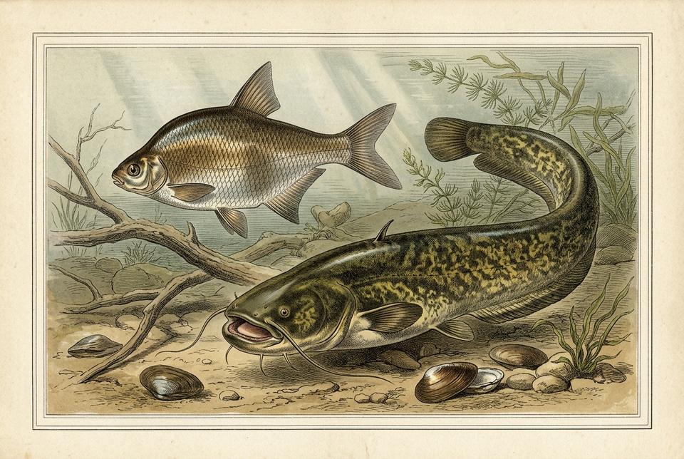 Evropski som (Silurus glanis) i deverika u velikoj reci