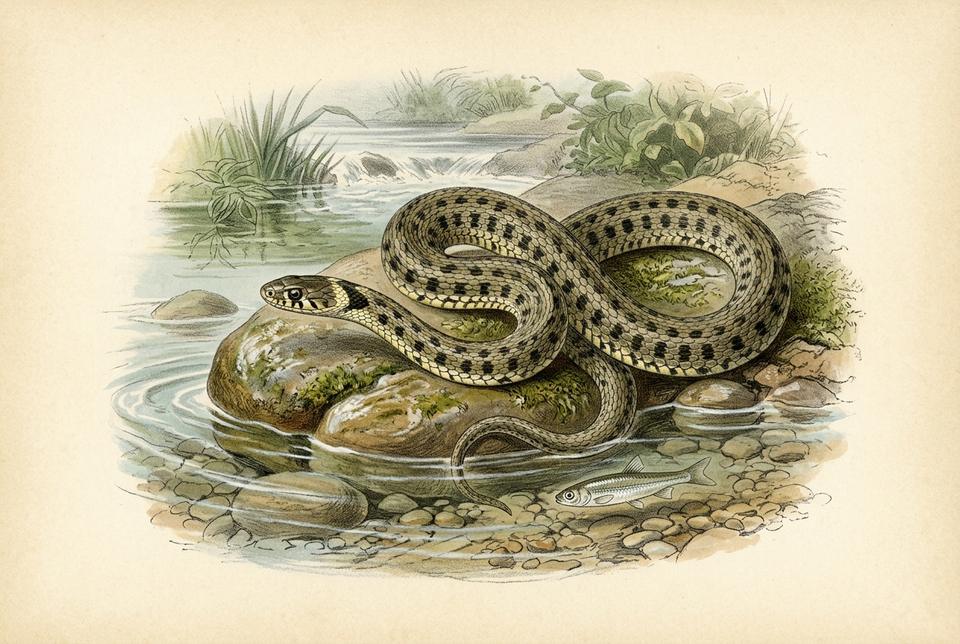 Zmija ribarica (Natrix tessellata) uz reku